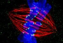 Metaphase epithelial cell in metaphase stained for microtubules, kinetochores, and DNA